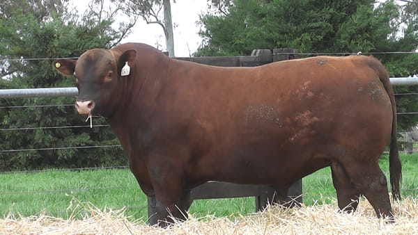 Lote TOROS ANGUS PUROS DE PEDIGREE