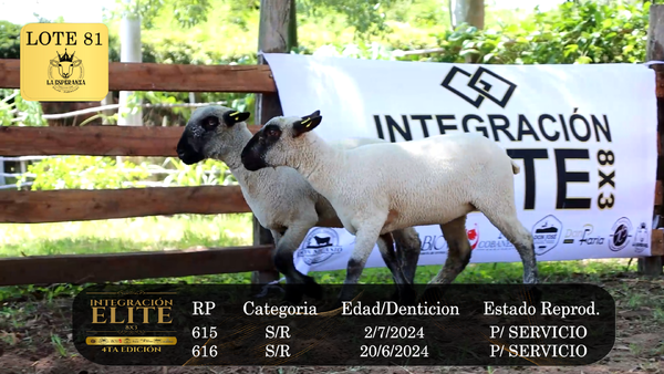 Lote LOTE 81