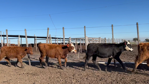 Lote TERNERAS
