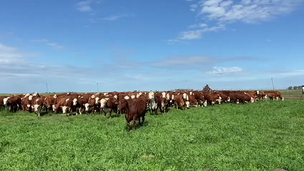 Lote 300 Terneros en Corrientes, Mercedes