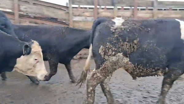 Lote 20 Novillo Gordo en Los Ángeles, VIII Región Biobío