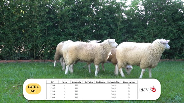 Lote Lote 1 - M1