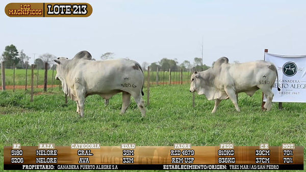 Lote LOTE 213