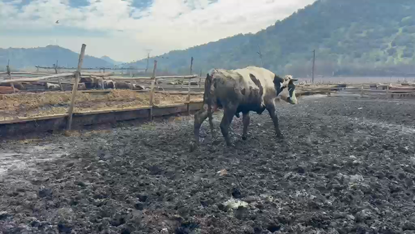 Lote 47 Novillo Gordo en Codegua, VI Región O-Higgins