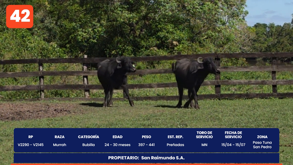 Lote LOTE 42