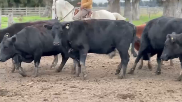 Lote 22 Vacas C/ gtia de preñez