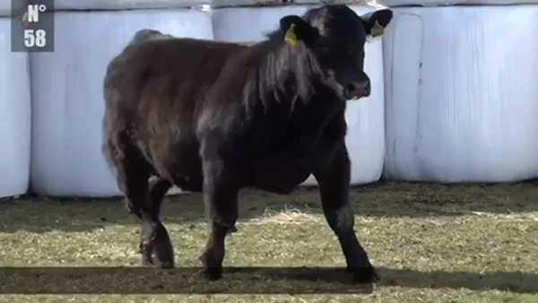 Lote 1 Toro en Coyhaique, XI Región Aysén