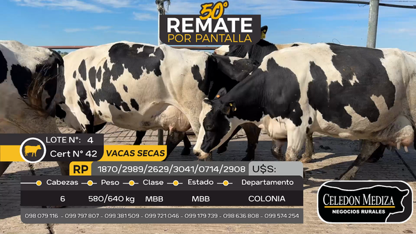 Lote 6 Vacas secas en Estanzuela, Colonia