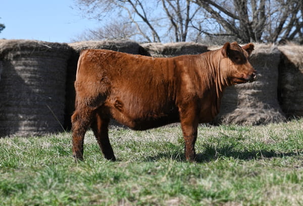 Lote TERNERAS PEDIGREE