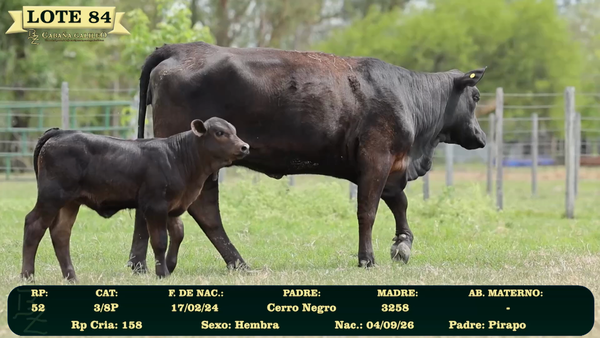 Lote LOTE 84