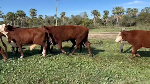 Lote 55 Novillos en Goya, Corrientes