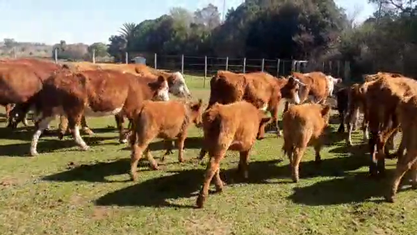 Lote 28 piezas de cria con hembras hereford y cruzas