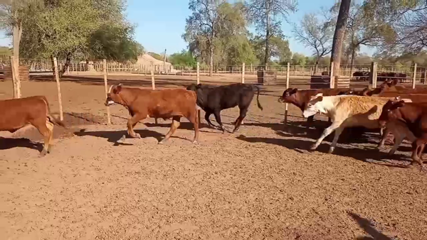 Lote 136 Terneros/as en Laguna Yema, Formosa