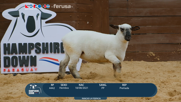 Lote LOTE 57 - BOZAL