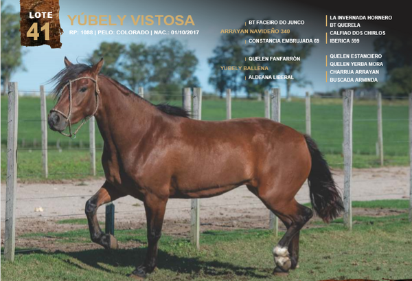 Lote YÚBELY VISTOSA