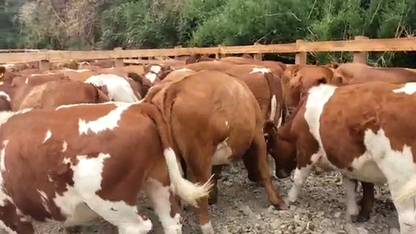 Lote 60 Novillo Engorda en Futrono, XIV Región Los Ríos