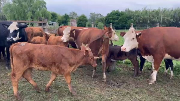 Lote 24 Piezas de cría, San José