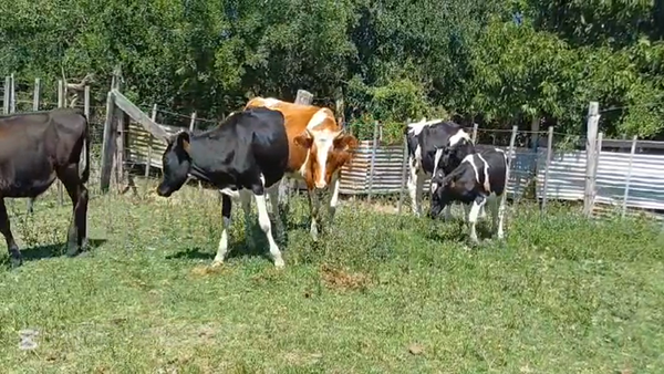 Lote NOVILLOS HOLANDO