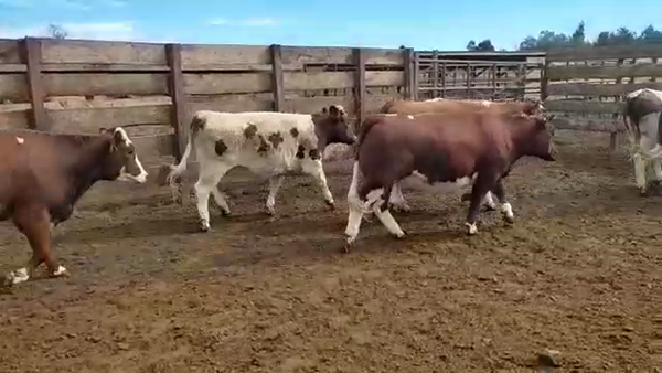 Lote 20 Vaquilla Gorda en Los Ángeles, VIII Región Biobío