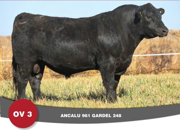 Lote Toro PP