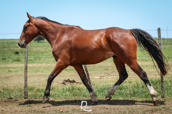 Lote Coco Don Salvador