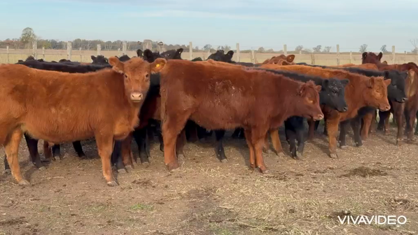 Lote 33 Terneros