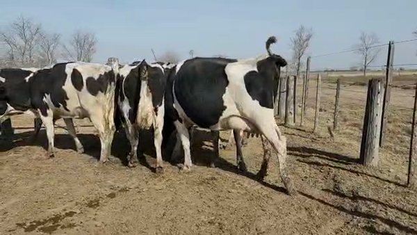 Lote Est. Don Osvaldo - Produccion