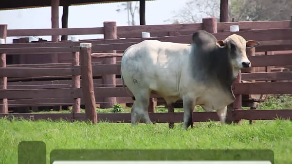 Lote LOTE 32