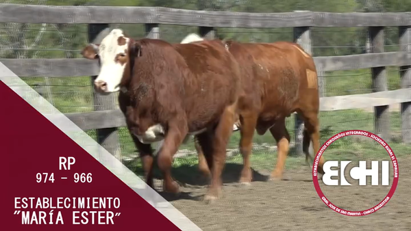 Lote VAQUILLAS PREÑADAS BRAFORD CABAÑA MARIA ESTER