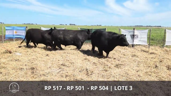 Lote TOROS PUROS POR CRUZA