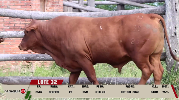 Lote LOTE 32