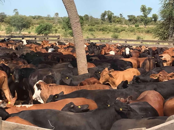 Lote 105 Terneras en Las Lomitas, Formosa