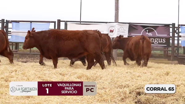 Lote VAQUILLONAS PC PARA SERVICIO