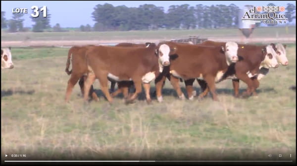 Lote 10 Vaquillonas Para Madre - Santa Anita, Entre Rios