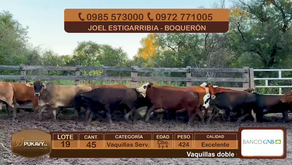 Lote Vaquillas Servidas