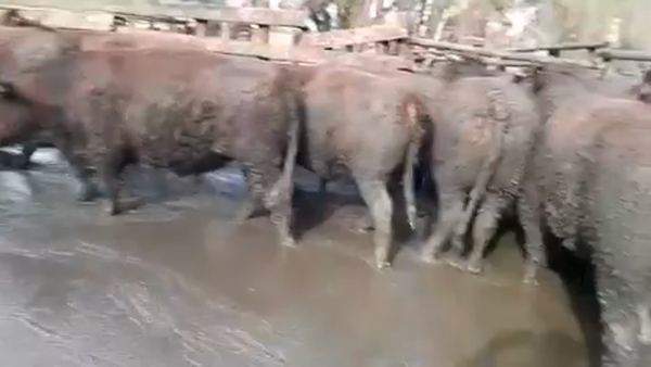 Lote 45 Novillo Gordo en Linares, VII  Región Maule