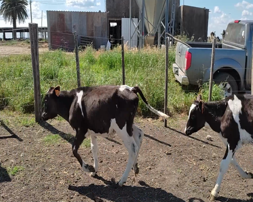 Lote (Vendido)20 Terneros HO 102kg - , Colonia