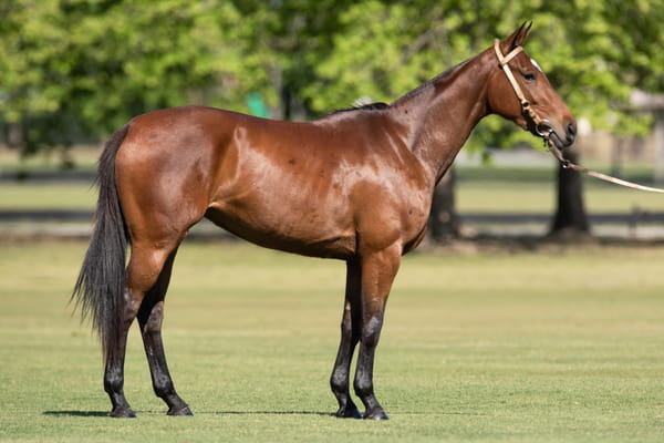 Lote TAITA POLCA - T/E (MACHITOS CALIFITA - CLON 1 - TAITA BACHATA)