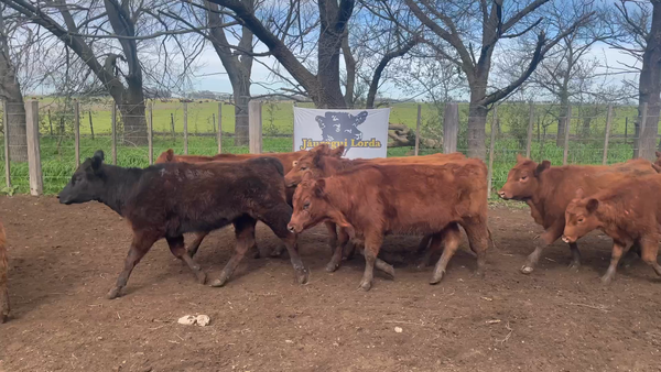 Lote 29 Terneros/as en Gral. Paz, Buenos Aires