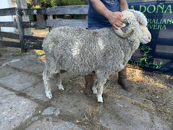 Lote Borrego 4/6D (MO: Si)