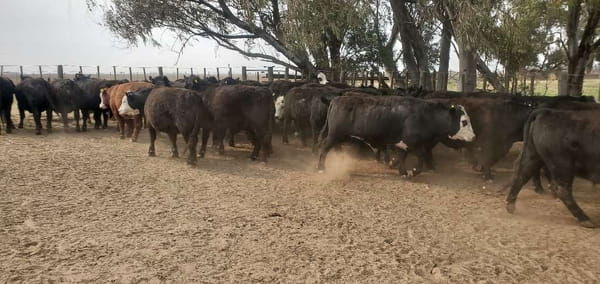 Lote 37 Novillos exportación en Realicó, La Pampa