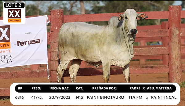 Lote LOTE 2