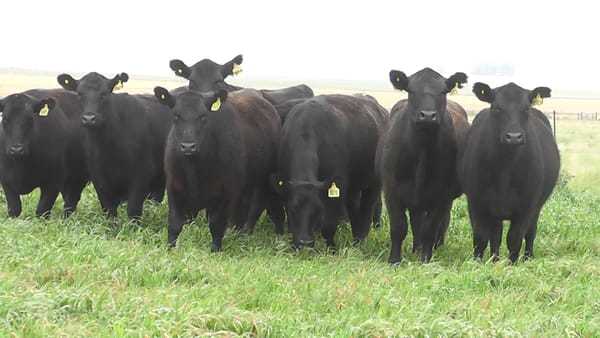 Lote VAQ.  ANGUS NEGRAS P. CONTROLADAS C/GTÍA DE PREÑEZ