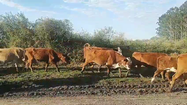 Lote 50 Vacas de invernar