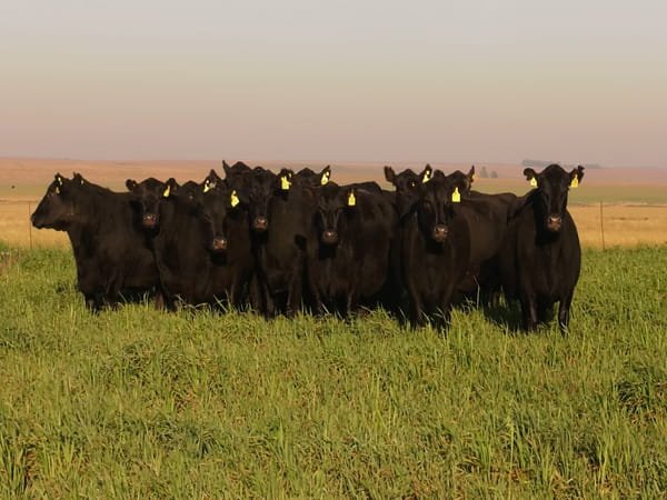 Lote VACAS  ANGUS NEGRAS   P. CONTROLADAS C/ GTIA DE PREÑEZ