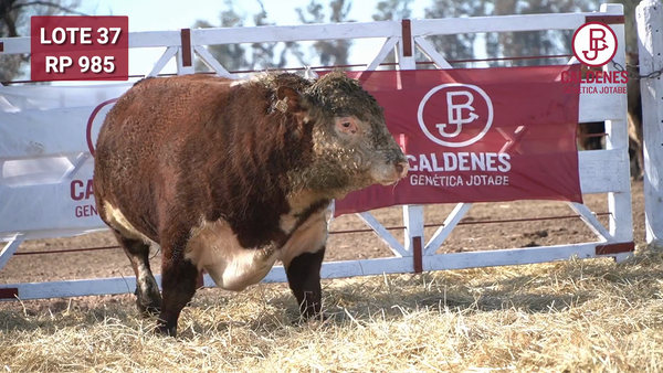 Lote Toro PR