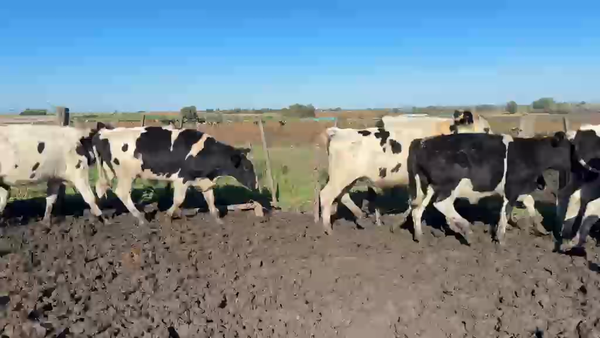 Lote NOVILLOS 1 a 2 AÑOS