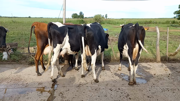 Lote Vacas Secas - Carina Redigonda