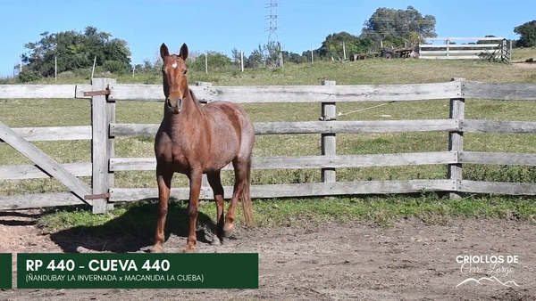 Lote Cueva 440