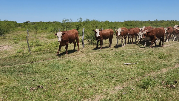 Lote 125 Novillos en Esquina, Corrientes